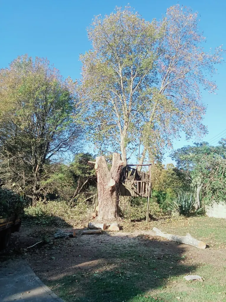 After tree service