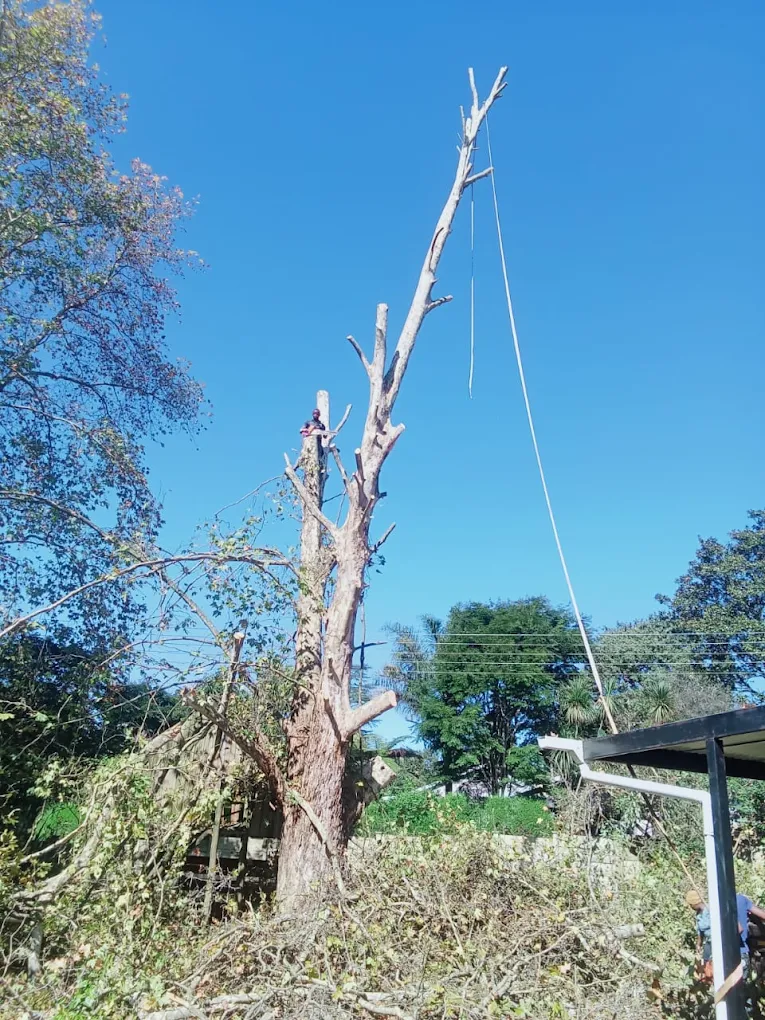 Before tree service
