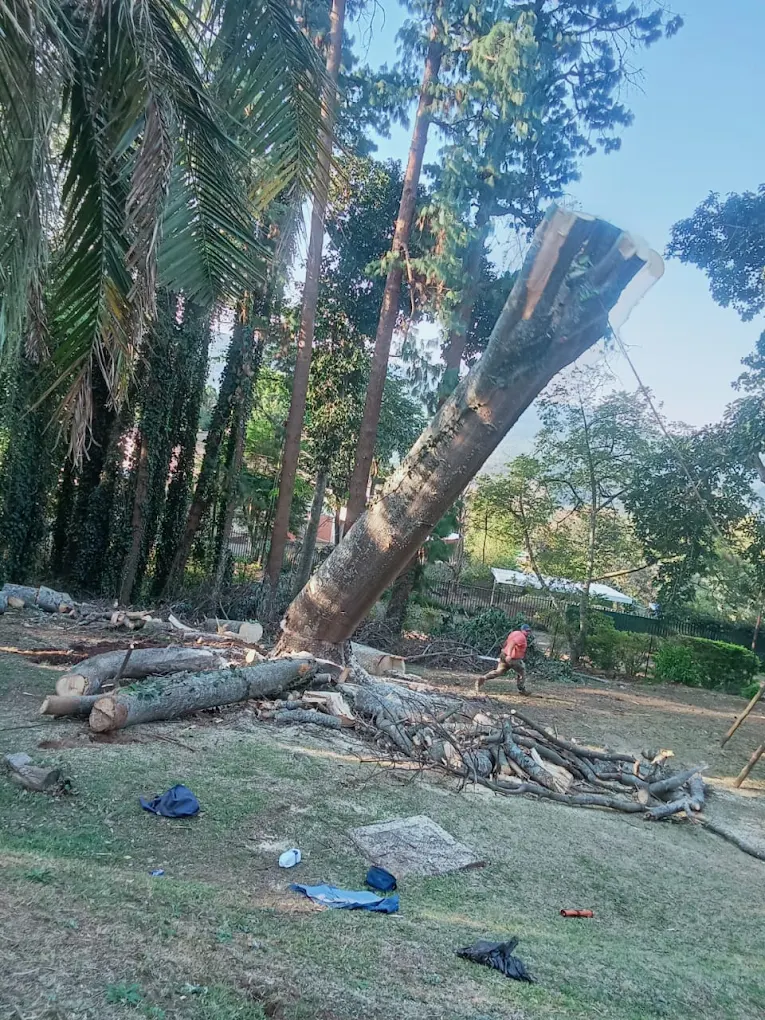 Tree removal